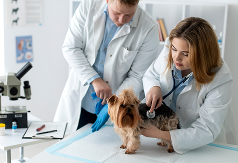 Person explaining about pet tech application services